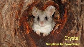  Presentation with south africa - Presentation theme enhanced with animals rats - acacia tree rat thallomys paedulcus background and a tawny brown colored foreground