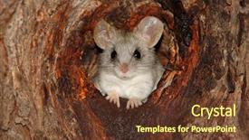  Presentation with rat - Slides having acacia tree rat thallomys paedulcus background and a tawny brown colored foreground