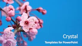  Presentation with accolade - Presentation design enhanced with accolade - beautiful cherry blossom background and a teal colored foreground