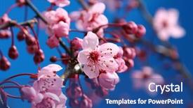  Presentation with accolade - Theme consisting of accolade - beautiful cherry blossoms shallow dof background and a ocean colored foreground