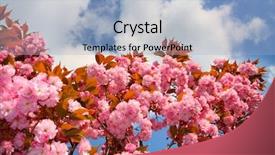  Presentation with accolade - Cool new presentation theme with accolade - blooming tree against a blue backdrop and a  colored foreground