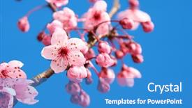  Presentation with accolade - Amazing PPT theme having accolade - cherry blossom against a bright backdrop and a teal colored foreground
