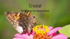  Presentation with butterfly - Cool new slide deck with achalarus lyciades hoary edge butterfly backdrop and a tawny brown colored foreground