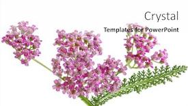  Presentation with wild flower - Slide deck with achillea millefolium common yarrow wild flower with leaf background and a white colored foreground