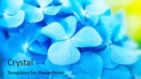  Presentation with acid green - PPT theme with acid rain - blue hydrangea flower hydrangea macrophylla background and a cyan colored foreground