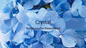  Presentation with acid rain - Amazing PPT layouts having acid rain - soft blue hydrangea flowers backdrop and a light blue colored foreground