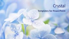  Presentation with rain - Presentation having acid rain - young hydrangea flower with dew background and a sky blue colored foreground