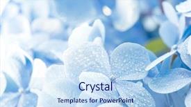  Presentation with acid rain - Beautiful PPT theme featuring acid rain - young hydrangea flower with dew backdrop and a sky blue colored foreground