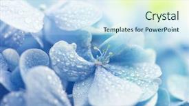  Presentation with acid green - Slide deck having acid rain - young hydrangea flower with spring background and a sky blue colored foreground