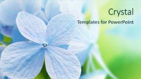  Presentation with acid green - Beautiful PPT theme featuring acid rain - young hydrangea flower with spring backdrop and a sky blue colored foreground