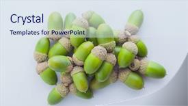  Presentation with white and green - Amazing presentation theme having green acorns on white background backdrop and a sky blue colored foreground