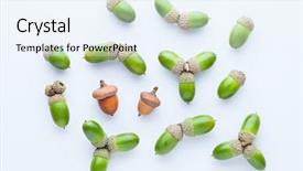  Presentation with white and green generic - PPT theme consisting of green acorns on white background background and a sky blue colored foreground