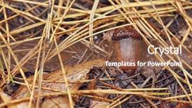  Presentation with leaves of the wetland forest - Audience pleasing PPT layouts consisting of acorn and fallen leaves backdrop and a tawny brown colored foreground