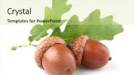  Presentation with tea leaves fresh green leaf - Colorful theme enhanced with acorn with leaves backdrop and a soft green colored foreground