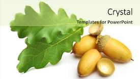  Presentation with oak tree - Colorful slide set enhanced with acorns and oak tree leaves backdrop and a soft green colored foreground
