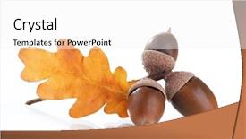  Presentation with oak - Colorful presentation theme enhanced with acorns with an oak leaves backdrop and a white colored foreground