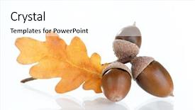  Presentation with oak - PPT theme with acorns with an oak leaves background and a white colored foreground