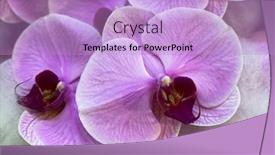  Presentation with orchid - PPT layouts having acro-of-pink-orchid-flower background and a light blue colored foreground