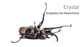  Presentation with beetles rhinoceros beetle rhino beetle - Presentation design featuring actaeon beetle megasoma actaeon background and a white colored foreground