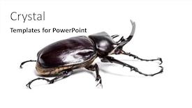  Presentation with beetles rhinoceros beetle rhino beetle - PPT layouts with actaeon beetle megasoma actaeon a rhinoceros beetle in front of white background background and a white colored foreground