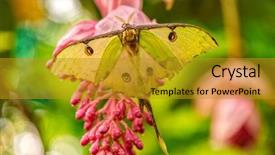  Presentation with butterfly - Theme consisting of actias-selene-butterfly-on-flower background and a gold colored foreground