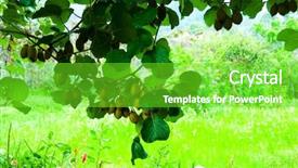  Presentation with fruit tree - Amazing slides having actinidia - big cluster of kiwi fruit backdrop and a seafoam green colored foreground