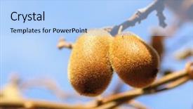  Presentation with fruit tree - Beautiful slide set featuring actinidia - kiwi fruit on tree backdrop and a  colored foreground