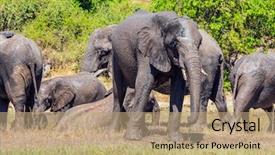  Presentation with african river - Slides enhanced with active tourism river okavango botswana background and a coral colored foreground