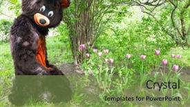  Presentation with actor - PPT theme consisting of actor dressed as bear savors background and a seafoam green colored foreground