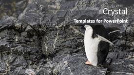 Presentation with rock - Presentation theme consisting of ad-lie-penguin-standing and a dark gray colored foreground