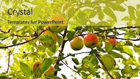  Presentation with adam eve - Cool new presentation theme with adam eve - fresh apples growing backdrop and a yellow colored foreground