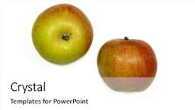  Presentation with ripe golden potato on white - Colorful PPT theme enhanced with adam eve - two ripe cox apples backdrop and a  colored foreground