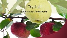  Presentation with adam eve - PPT theme featuring adam eve - yellow and red apples isolated background and a blonde colored foreground