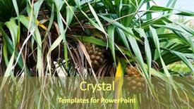  Presentation with pandanus or screw pine plant - Beautiful presentation design featuring adan tree in okinawa japan backdrop and a tawny brown colored foreground