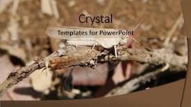  Presentation with life - Audience pleasing presentation theme consisting of adapting science - cretan grasshopper adapted for life backdrop and a  colored foreground