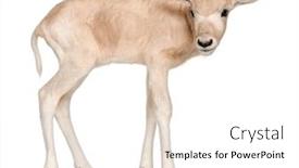  Presentation with old days - Beautiful PPT layouts featuring addax-addax-nasomaculatus-3-days backdrop and a white colored foreground