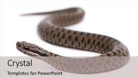  Presentation with council of european union - PPT layouts featuring adder or common european viper background and a light gray colored foreground