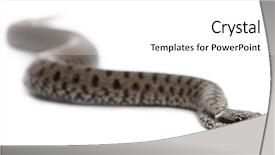  Presentation with european union law - Colorful PPT layouts enhanced with adder or common european viper backdrop and a white colored foreground