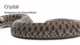  Presentation with european sovereign debt - Slides featuring adder or common european viper background and a sky blue colored foreground