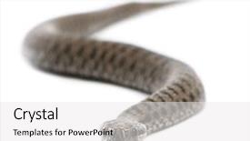  Presentation with small european robin erithacus rubecula - Slides with adder or common european viper background and a white colored foreground