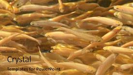  Presentation with fish farm - PPT layouts having adler trout background fish farm background and a  colored foreground
