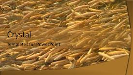  Presentation with fish farm - Beautiful presentation theme featuring adler trout fish farm near backdrop and a gold colored foreground