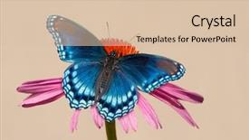  Presentation with purple butterfly - Beautiful slides featuring red-spotted purple admiral butterfly on purple coneflower against light muted background backdrop and a lemonade colored foreground