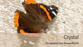  Presentation with fall morning - Amazing presentation theme having admiral butterfly resting on siding backdrop and a soft green colored foreground
