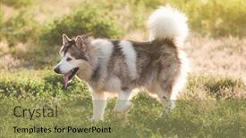  Presentation with meadow - Presentation design with adoarble-dog-sitting-on-summer background and a gold colored foreground