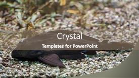  Presentation with freshwater fish - Theme enhanced with adonis-pleco-acanthicus-adonis-freshwater background and a coral colored foreground