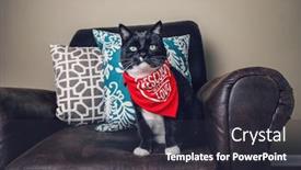  Presentation with black white love - Amazing slide deck having adopted-rescued-black-and-white backdrop and a wine colored foreground