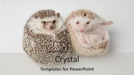  Presentation with african american black couple - Amazing slide deck having adorable african dwarf hedgehog couple backdrop and a light gray colored foreground