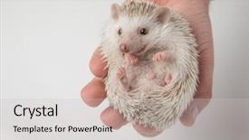  Presentation with african people - Audience pleasing presentation theme consisting of adorable african dwarf hedgehog relaxing backdrop and a light gray colored foreground
