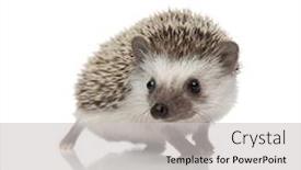  Presentation with body - PPT theme enhanced with adorable african hedgehog looking background and a light gray colored foreground